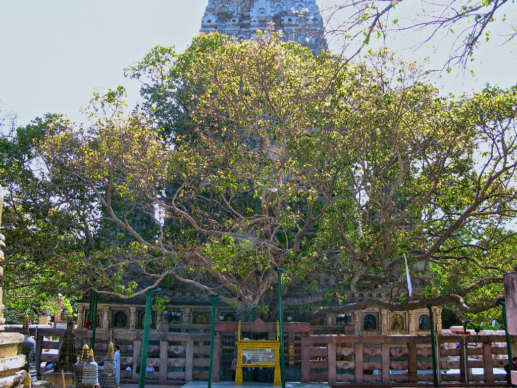 The Bodhi Tree