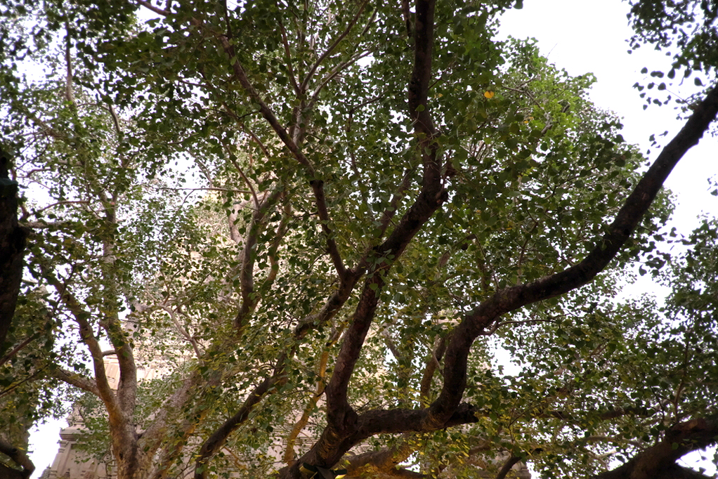 The Bodhi Tree